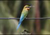 blue tailed bee eater