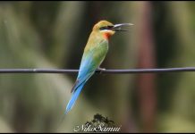 blue tailed bee eater