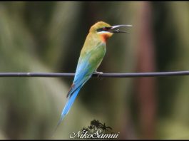 blue tailed bee eater