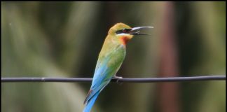 blue tailed bee eater