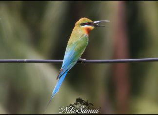 blue tailed bee eater