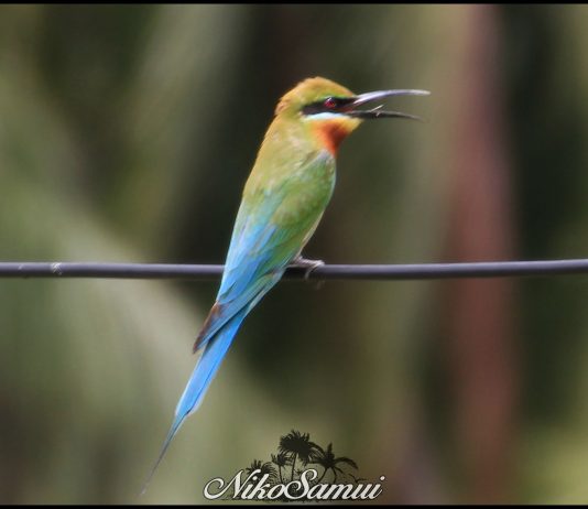 blue tailed bee eater