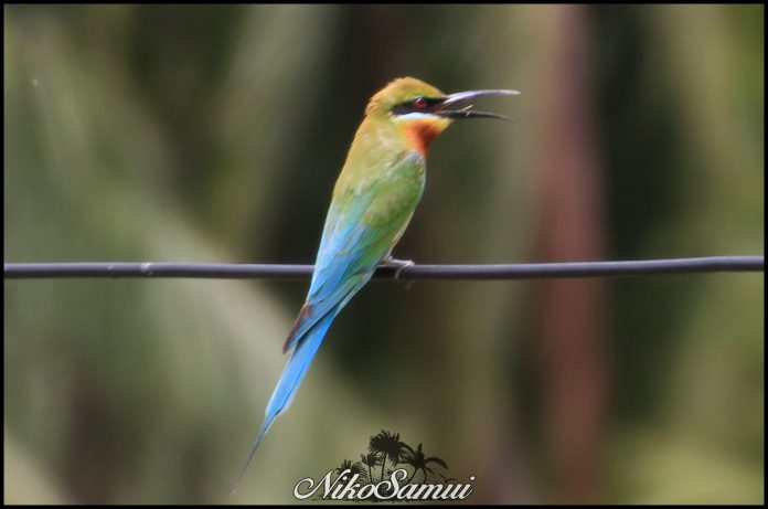 blue tailed bee eater